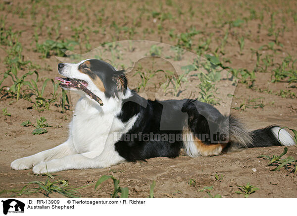 Australian Shepherd / Australian Shepherd / RR-13909