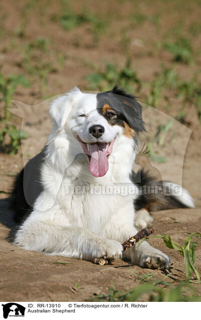 Australian Shepherd / Australian Shepherd / RR-13910