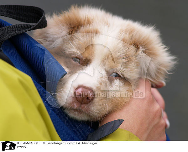 Australian Shepherd Welpe / puppy / AM-01088
