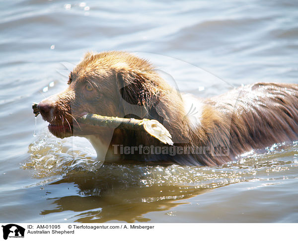 Australian Shepherd / Australian Shepherd / AM-01095