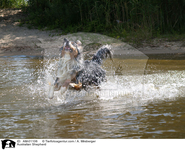 Australian Shepherd / Australian Shepherd / AM-01106