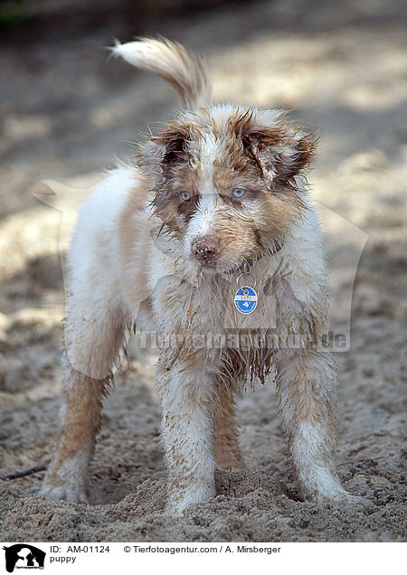 Australian Shepherd Welpe / puppy / AM-01124