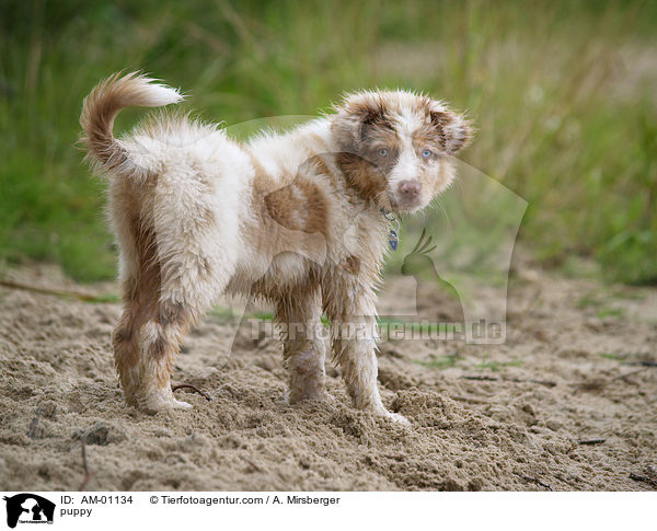 Australian Shepherd Welpe / puppy / AM-01134