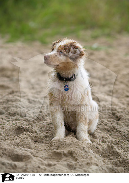 Australian Shepherd Welpe / puppy / AM-01135