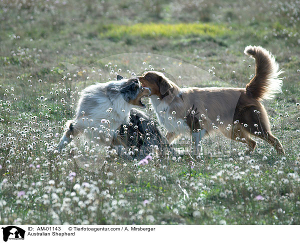 Australian Shepherd / Australian Shepherd / AM-01143