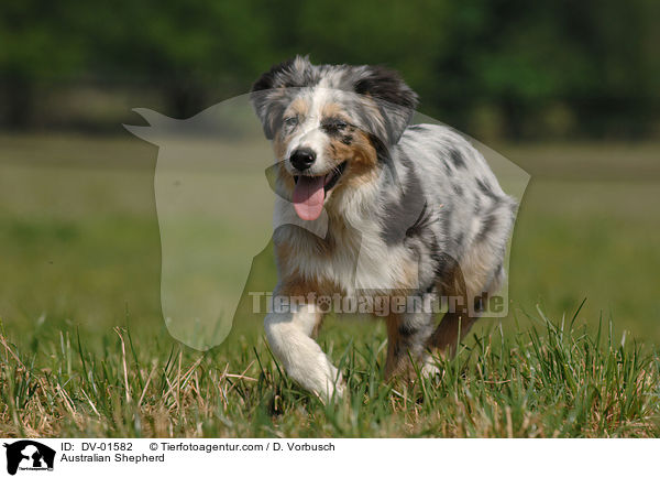 junger Australian Shepherd / Australian Shepherd / DV-01582