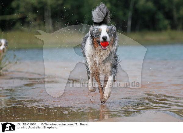 rennender Australian Shepherd / running Australian Shepherd / TB-01001