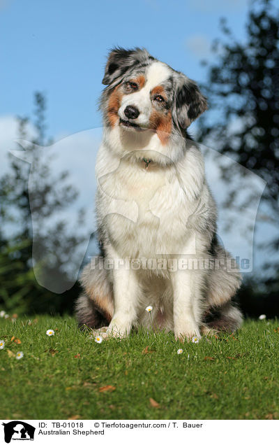 Australian Shepherd / Australian Shepherd / TB-01018