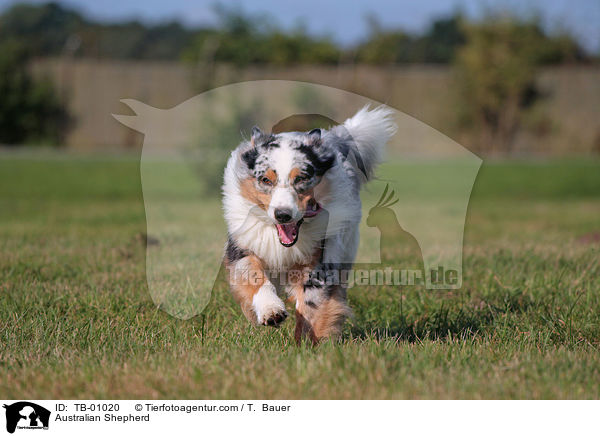 Australian Shepherd / Australian Shepherd / TB-01020