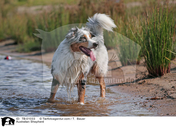 Australian Shepherd / Australian Shepherd / TB-01033