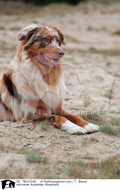 red-merle Australian Shepherd / red-merle Australian Shepherd / TB-01038