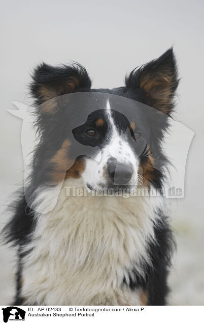 Australian Shepherd Portrait / Australian Shepherd Portrait / AP-02433