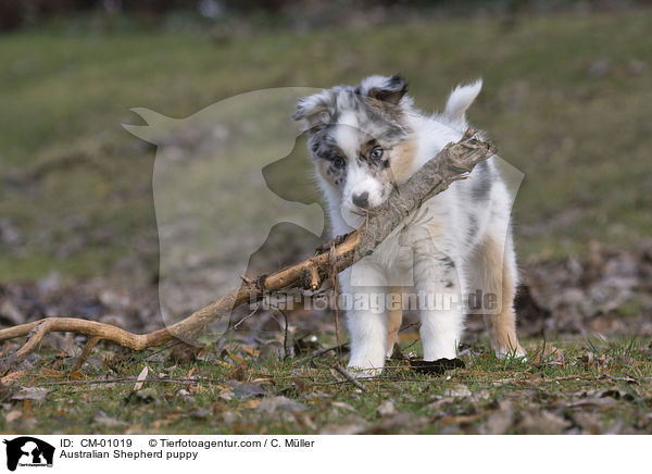 Australian Shepherd Welpe / Australian Shepherd puppy / CM-01019