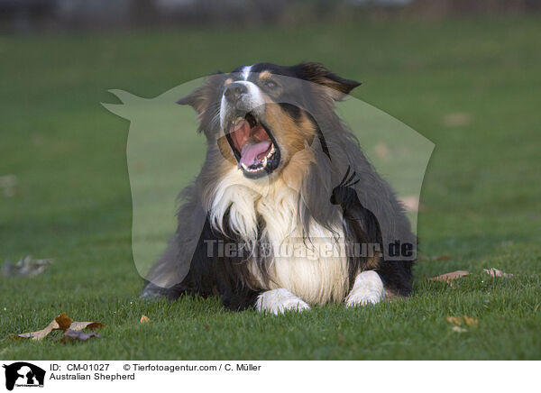 Australian Shepherd / Australian Shepherd / CM-01027