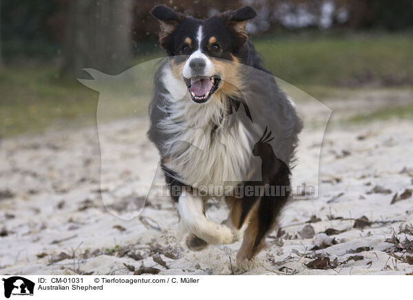 Australian Shepherd / Australian Shepherd / CM-01031