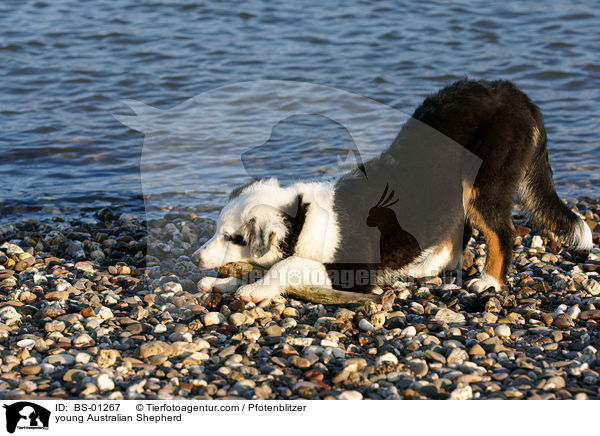 junger Australian Shepherd / young Australian Shepherd / BS-01267