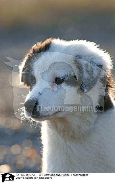 junger Australian Shepherd / young Australian Shepherd / BS-01273