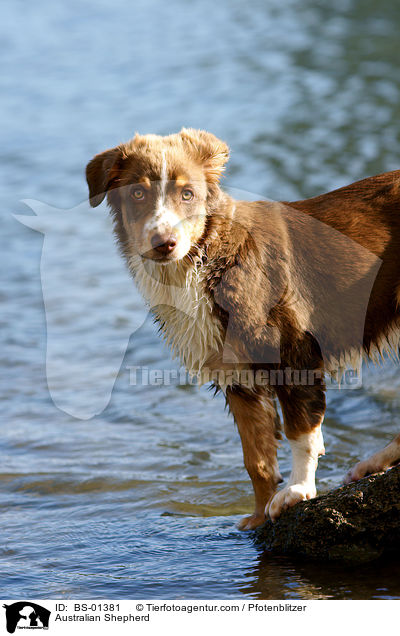 Australian Shepherd / Australian Shepherd / BS-01381