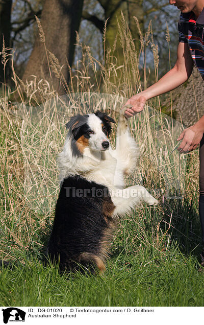 Australian Shepherd / Australian Shepherd / DG-01020