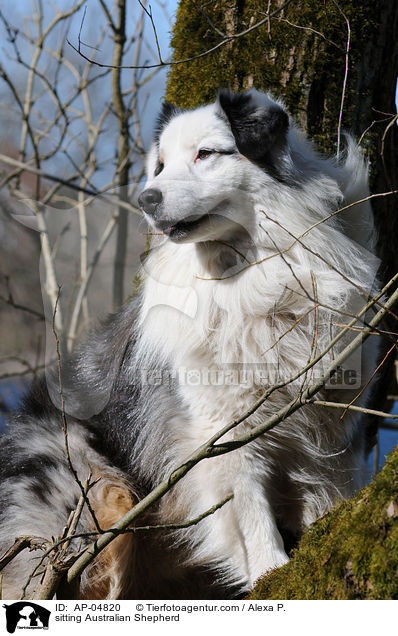 sitzender Australian Shepherd / sitting Australian Shepherd / AP-04820