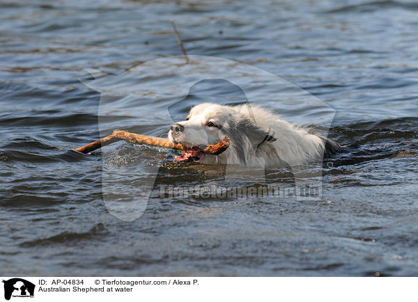 Australian Shepherd im Wasser / Australian Shepherd at water / AP-04834