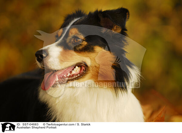 Australian Shepherd Portrait / Australian Shepherd Portrait / SST-04683