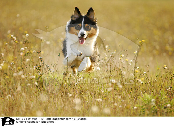 rennender Australian Shepherd / running Australian Shepherd / SST-04700