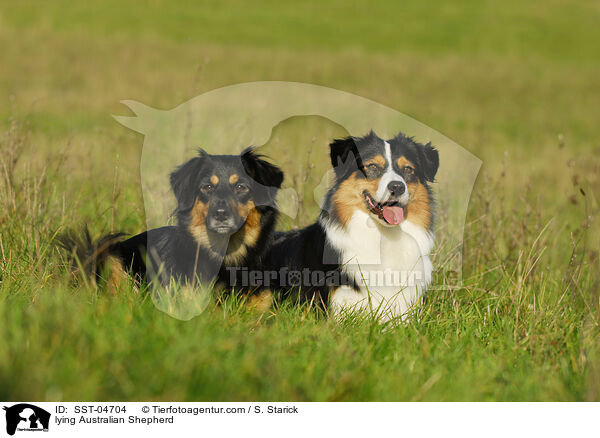 lying Australian Shepherd / SST-04704