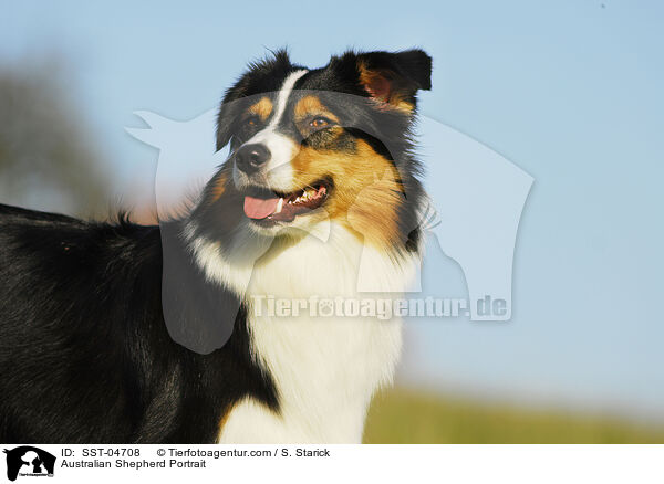 Australian Shepherd Portrait / Australian Shepherd Portrait / SST-04708