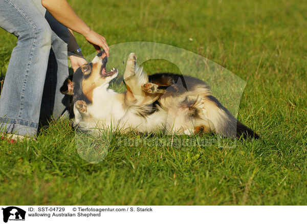 wallowing Australian Shepherd / SST-04729