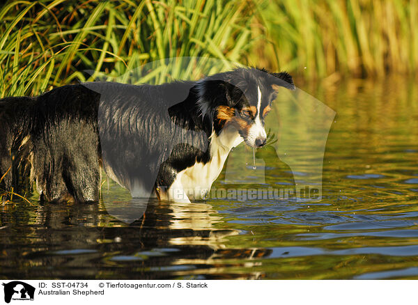 Australian Shepherd / Australian Shepherd / SST-04734