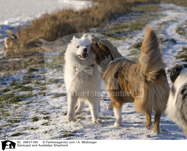 Samojede und Australian Shepherd / Samoyed and Australian Shepherd / AM-01180