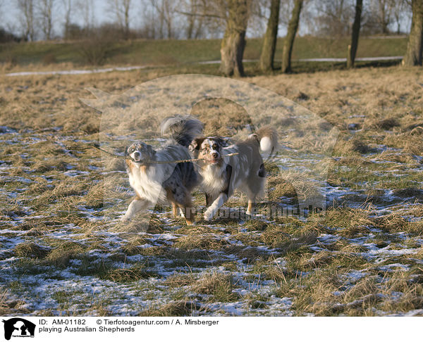 spielende Australian Shepherd / playing Australian Shepherds / AM-01182