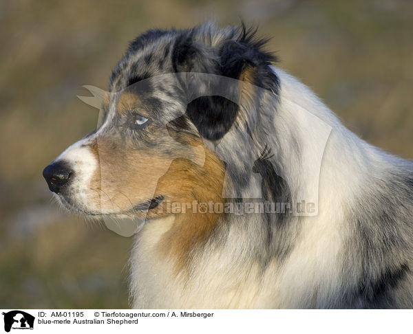 blue-merle Australian Shepherd / blue-merle Australian Shepherd / AM-01195