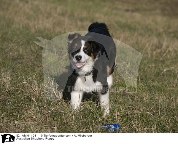 Australian Shepherd Welpe / Australian Shepherd Puppy / AM-01198