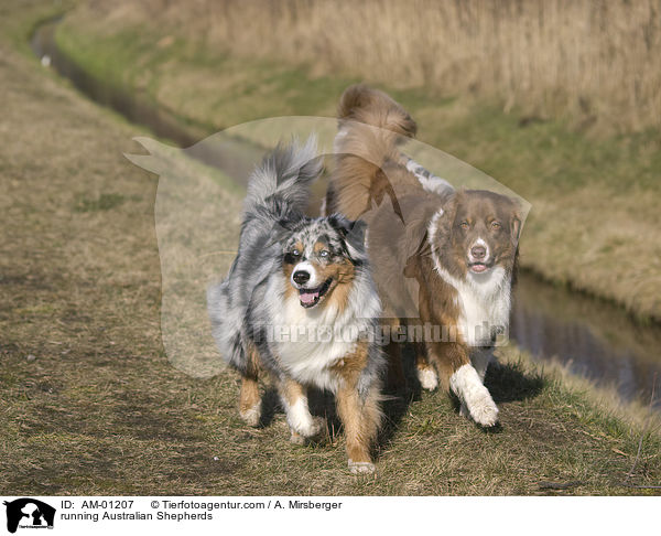 rennende Australian Shepherds / running Australian Shepherds / AM-01207