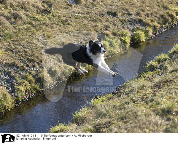 springender Australian Shepherd / jumping Australian Shepherd / AM-01213