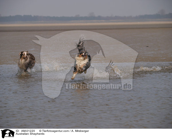 Australische Schferhunde / Australian Shepherds / AM-01220