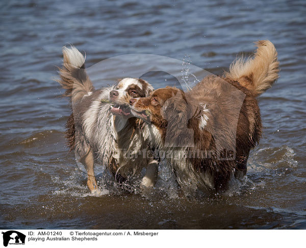 spielende Australian Shepherds / playing Australian Shepherds / AM-01240