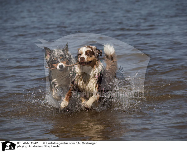 spielende Australian Shepherds / playing Australian Shepherds / AM-01242