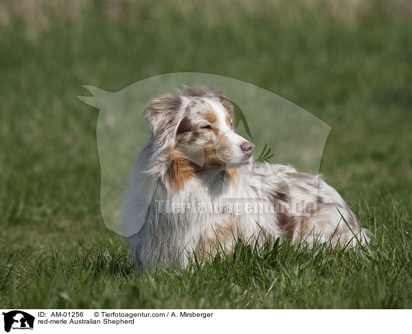 red-merle Australian Shepherd / red-merle Australian Shepherd / AM-01256