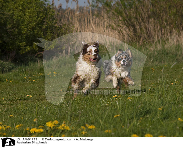 Australische Schferhunde / Australian Shepherds / AM-01273