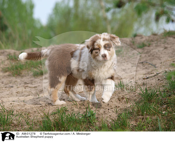 Australian Shepherd Welpe / Australian Shepherd puppy / AM-01278
