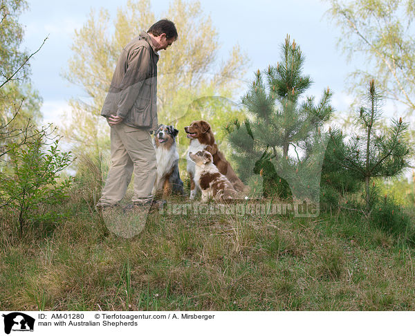 Mann mit Australian Shepherds / man with Australian Shepherds / AM-01280