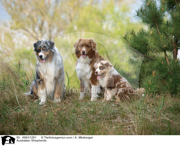 Australische Schferhunde / Australian Shepherds / AM-01281