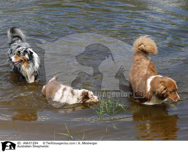 Australische Schferhunde / Australian Shepherds / AM-01294