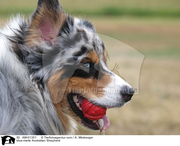 blue-merle Australian Shepherd / blue-merle Australian Shepherd / AM-01351