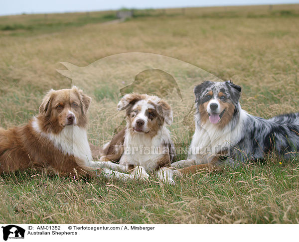 Australische Schferhunde / Australian Shepherds / AM-01352