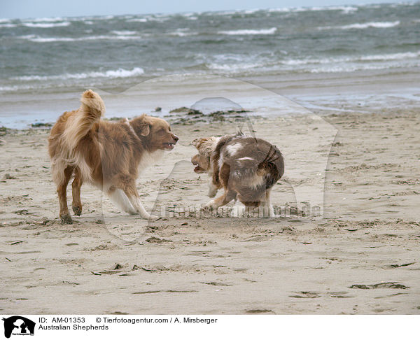 Australische Schferhunde / Australian Shepherds / AM-01353
