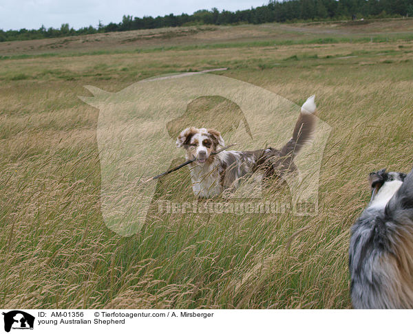 junger Australian Shepherd / young Australian Shepherd / AM-01356